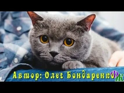 Бусь рассказ