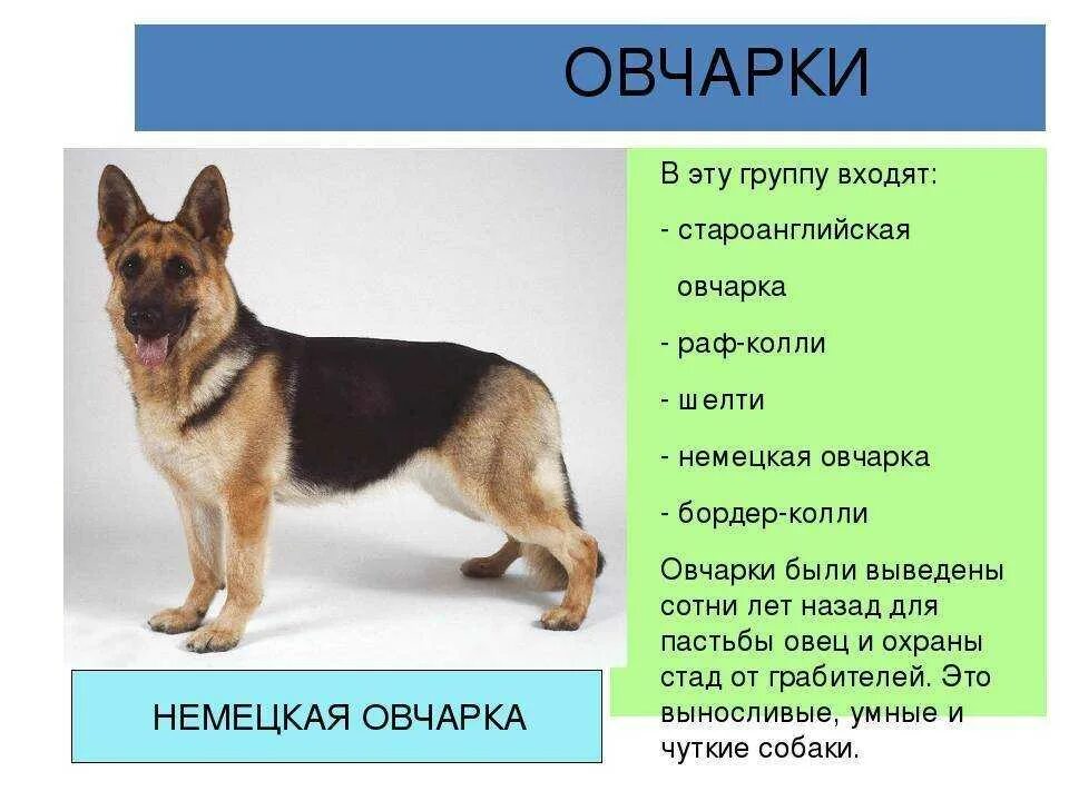 Как определить щенков овчарки. Рацион питания немецких овчарок овчарок щенков. рацион питания для щенка немецкой овчарки 2 месяца. питание щенка немецкой овчарки в 1 месяц. как и чем кормить щенка немецкой овчарки в 1 месяц.