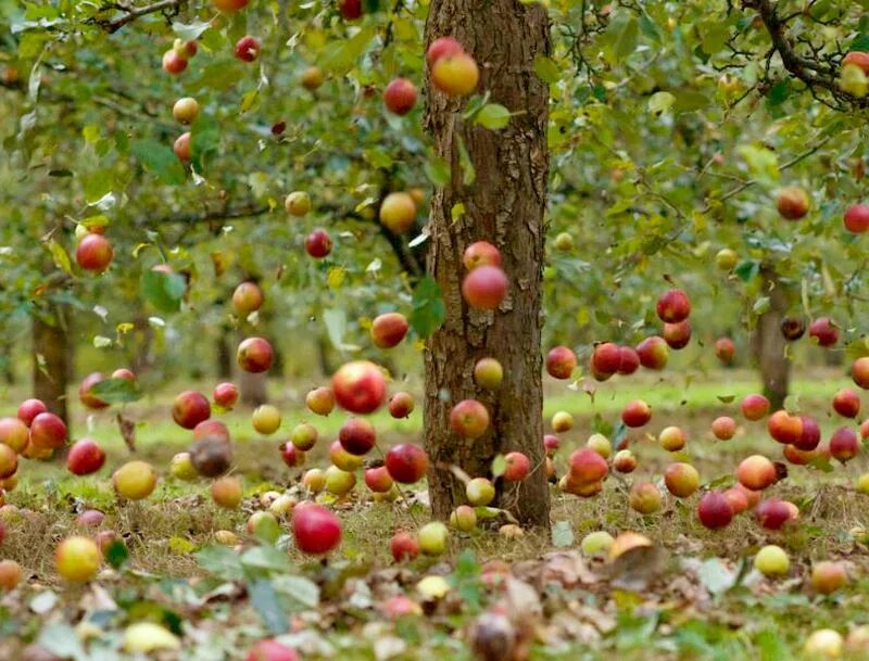 Осенью с яблони собрали яблоки желтые зеленые. Падалица яблок. Фруктовые деревья для сада. Падающее яблоко. Плод яблони.