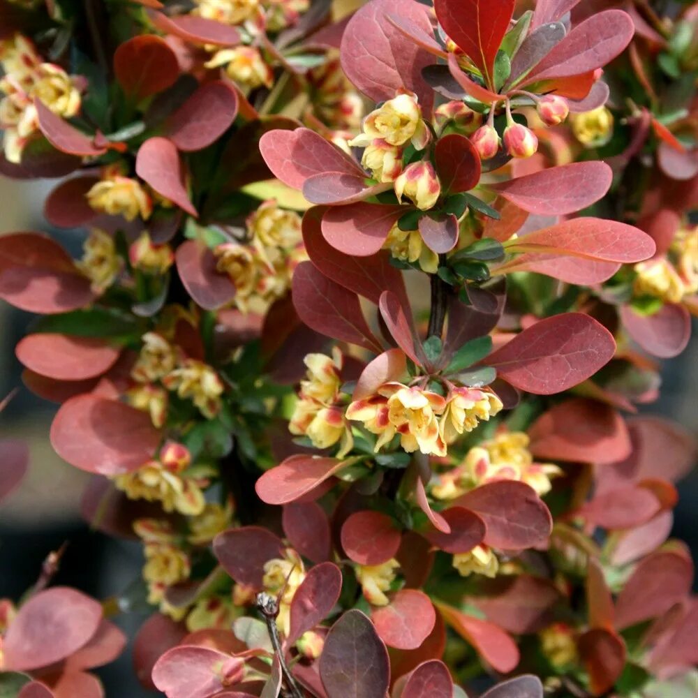 Барборис. Барбарис Тунберга ред Пиллар. Барбарис Тунберга (Berberis thunbergii). Барбарис Red Pillar. Барбарис Тунберга Red Pillar.