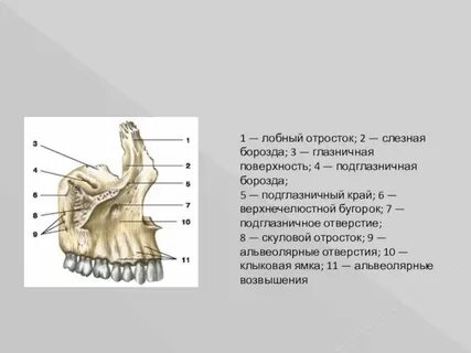 Верхняя челюсть глазничная поверхность
