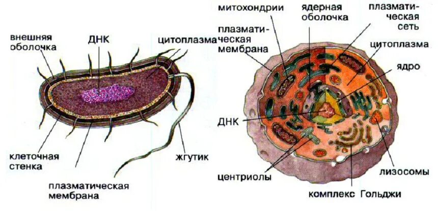 Строение эукариотической клетки и прокариотической клетки. Строение прокариотической и эукариотической клеток. Клетки прокариот и эукариот. Структуры эукариотической и прокариотической клетки.