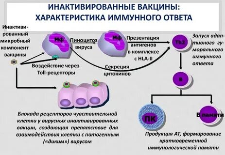 Иммунный ответ на прививку
