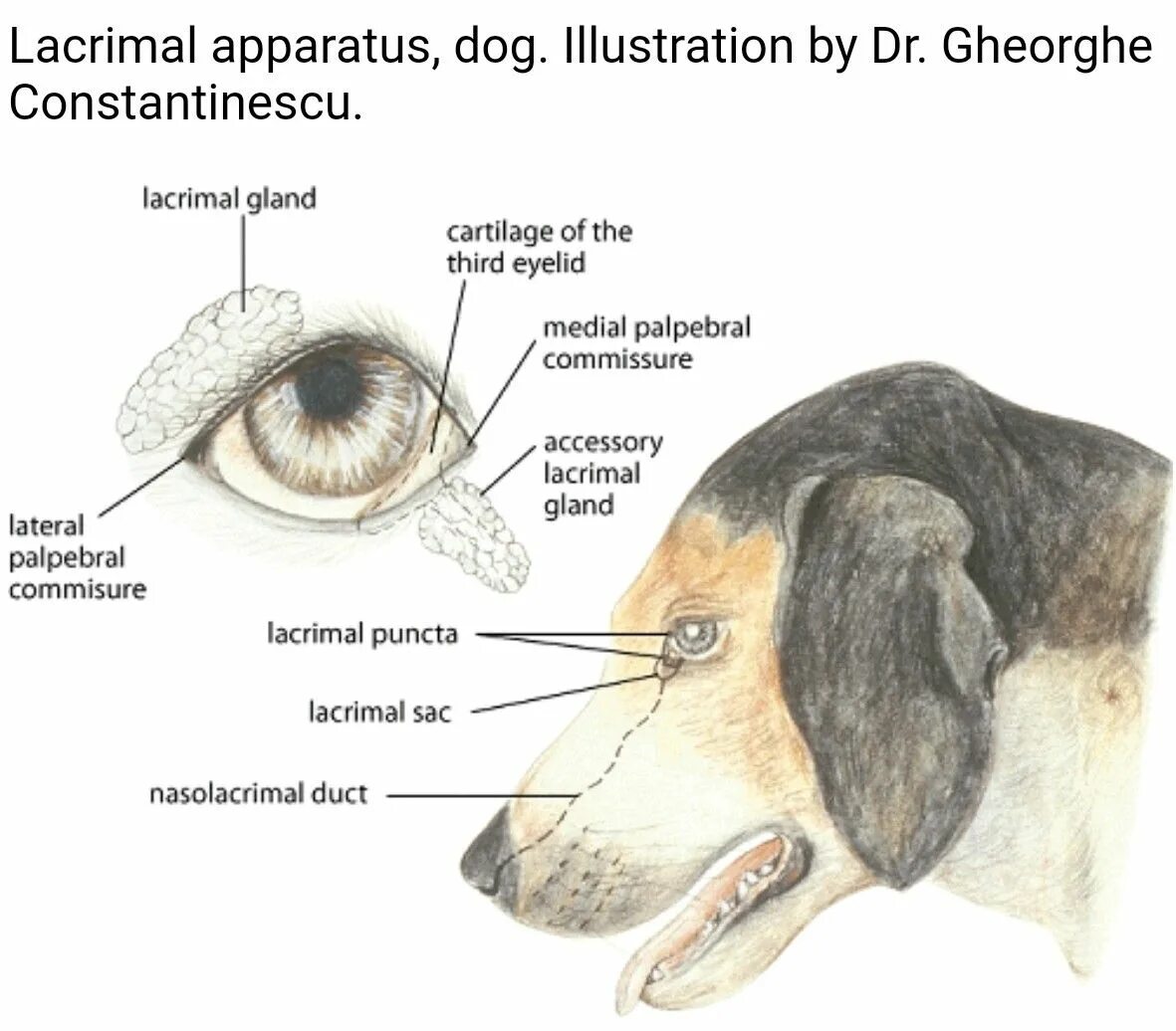 Слезная железа у млекопитающих. Строение слезной железы у собак. Слезная железа у собаки анатомия. Строение глаза собаки. Анатомия глаза собаки.