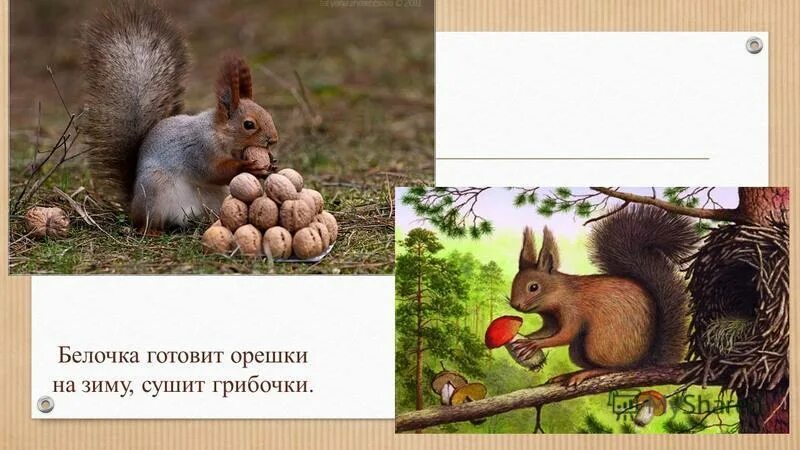 белка сушит грибы. белка сушит грибы на ветках. белка сушит грибы картинки для детей. белка делает запасы. белка нанизывает грибы на ветку.