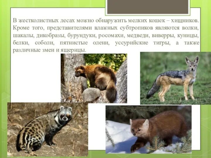 Какие животные обитают влажных субтропиках 4 класс. Влажные субтропики фауна. какие животные обитают в влажных субтропиках. животные в зоне влажных субтропиков. животные из влажных субтропиков 4 класс.