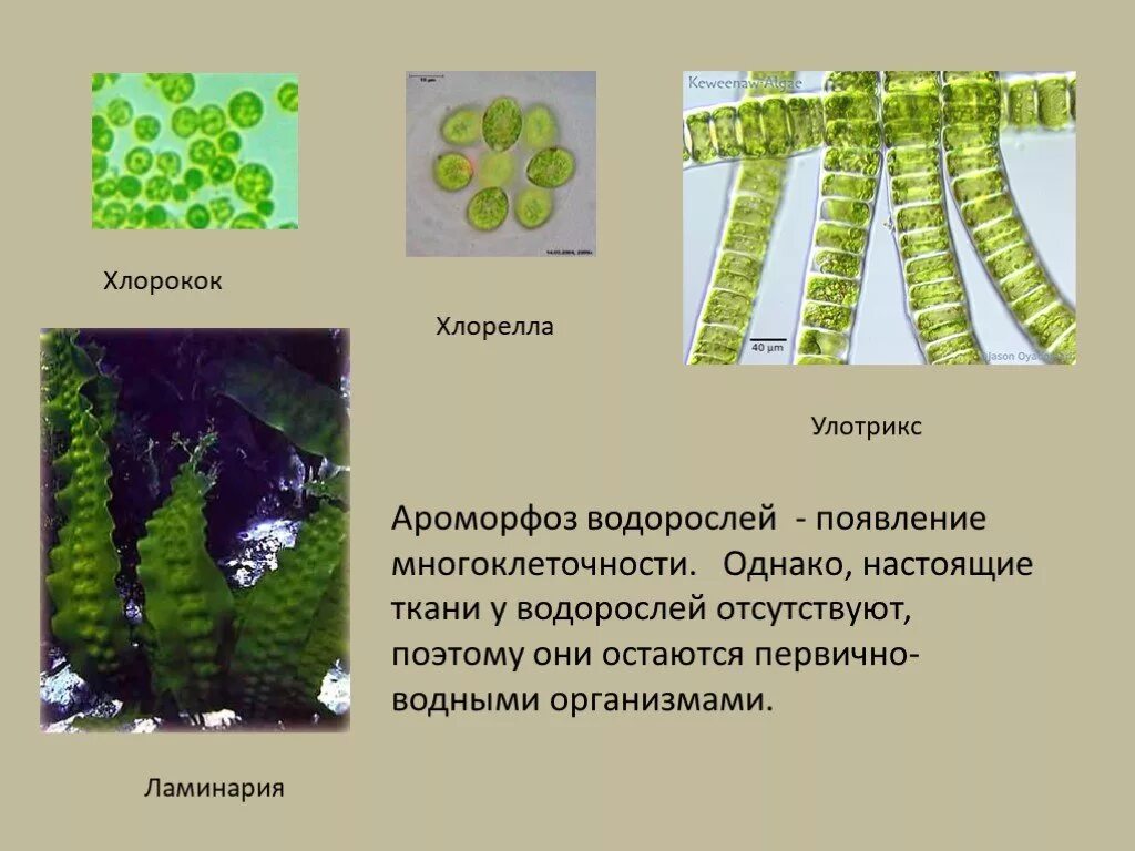 Ламинария и улотрикс. Многоклеточные водоросли улотрикс, ламинария,. Ароморфозы водорослей. Ароморфозы многоклеточных водорослей.