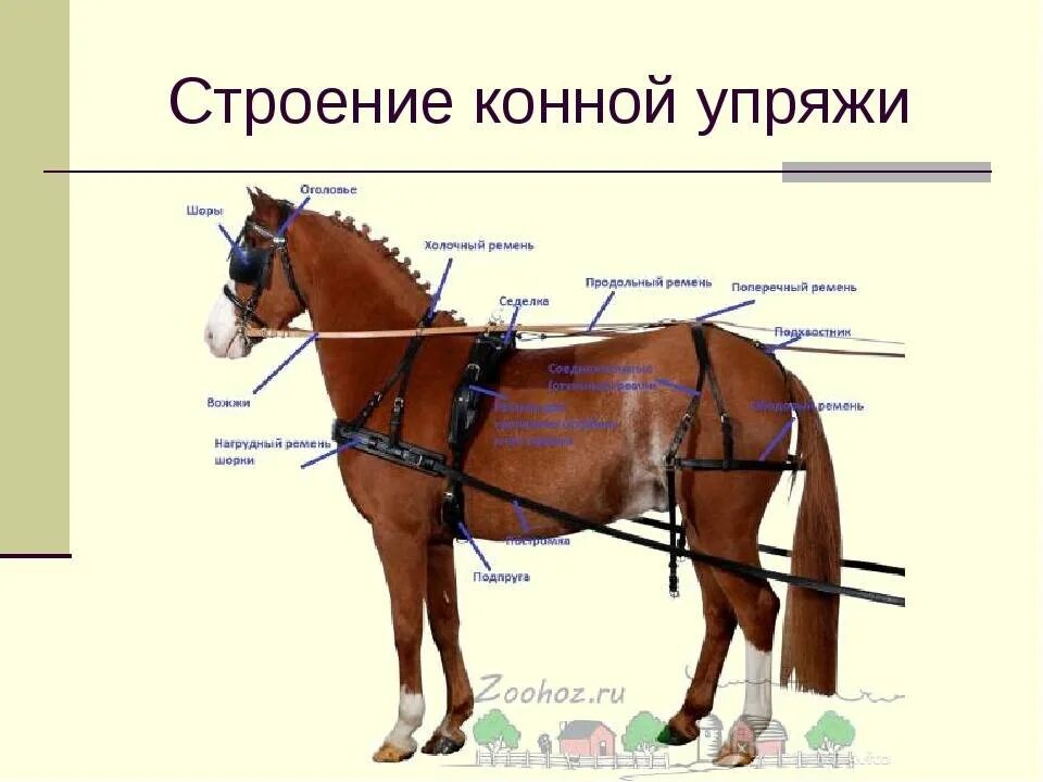 Упряжь для лошади из чего состоит. Европейская упряжь для лошади. Упряжь для лошади схема русская. Упряжь 19 века конская упряжь.