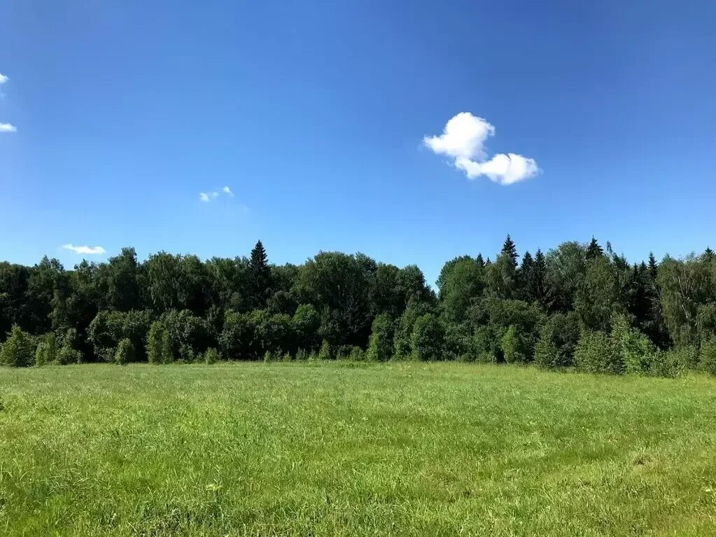 Опушка 2 значение. Опушка леса. на опушке. на лесной опушке.