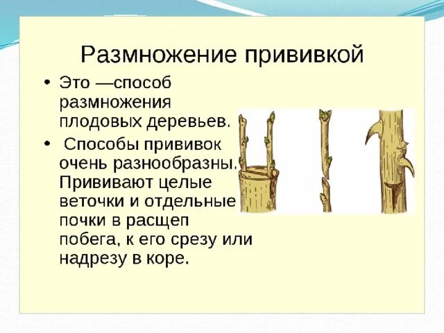 Вегетативное размножение прививкой инструкция. Размножение прививкой описание. Размножение прививкой характеристика кратко. Вегетативное размножение прививкой. Размножение прививками вегетативное размножение.