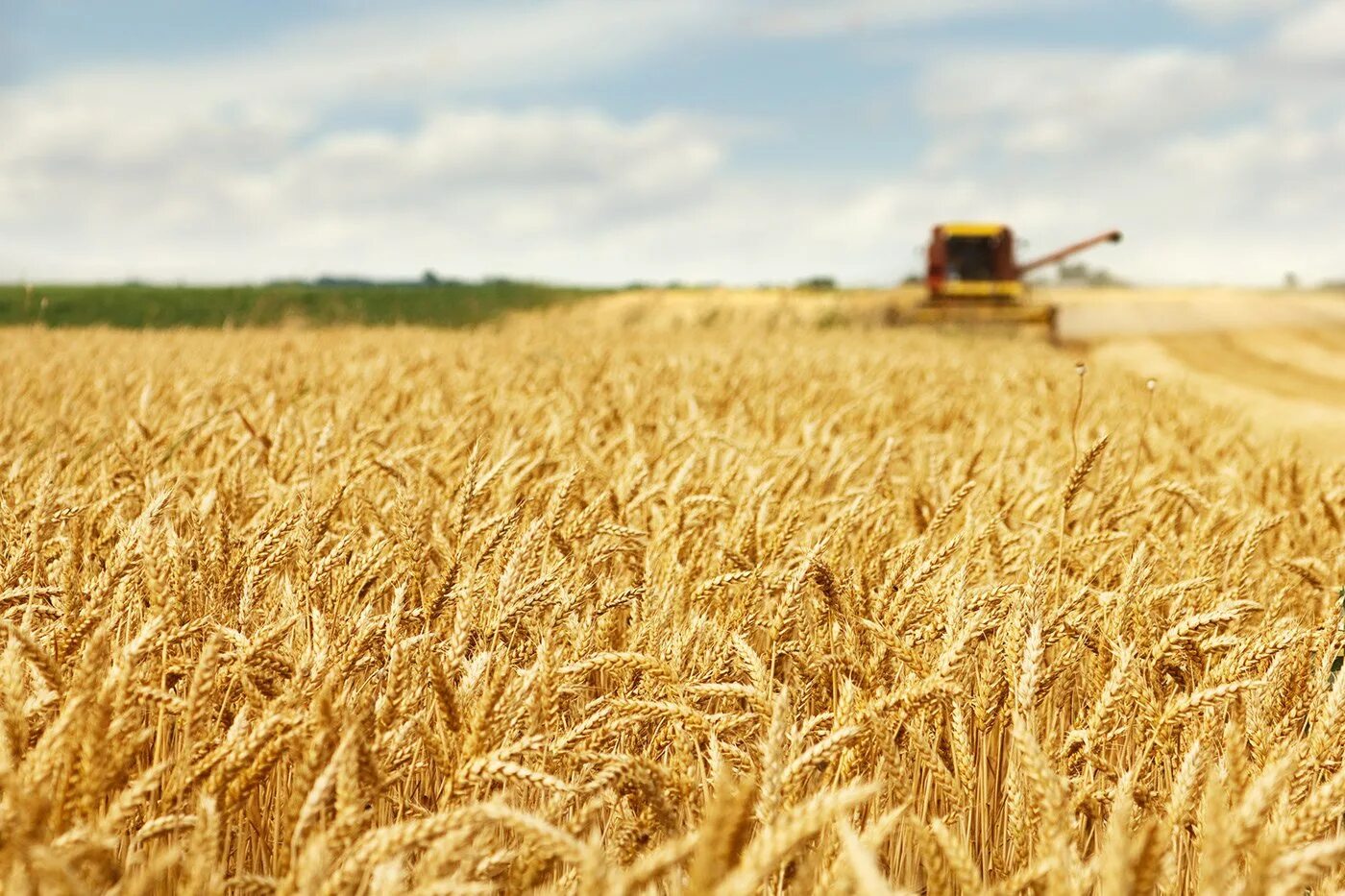 Сельское хозяйство 6 класс. Хлебные поля Башкортостана. Поле сельское хозяйство. Поле зерна. Сельское хозяйство пшеница.