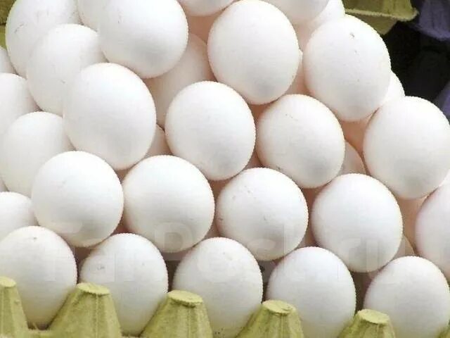 Купить инкубационное яйцо леггорн. Декалб Уайт яйца. Инкубационное яйцо Леггорн. Декалб Уайт куры яйца. Яйца кур Леггорн.