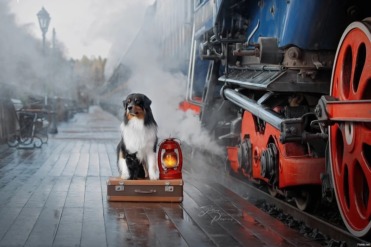Кот железная дорога. Собака в поезде. Собака на железной дороге. Собака на Железнодорожном пути. Кот в поезде.