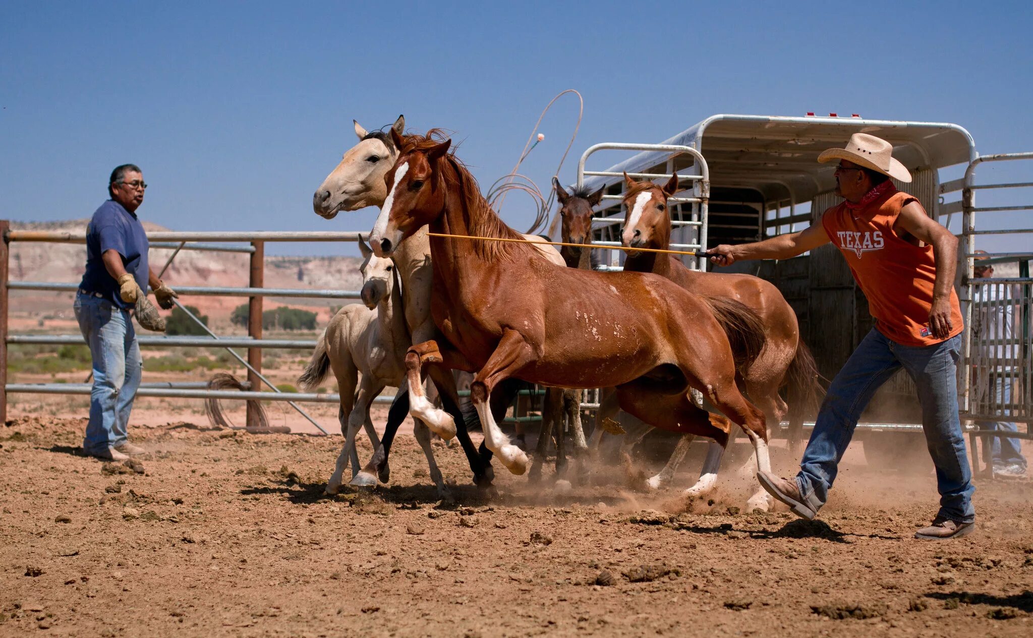 The roundup