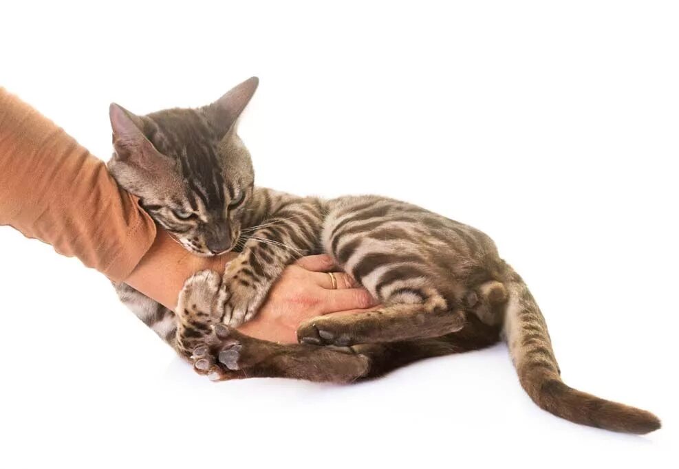 Бенгал прикусывает руку. Бенгальская кошка кусает. Отучить котенка царапаться. Котенок на руках кусается.