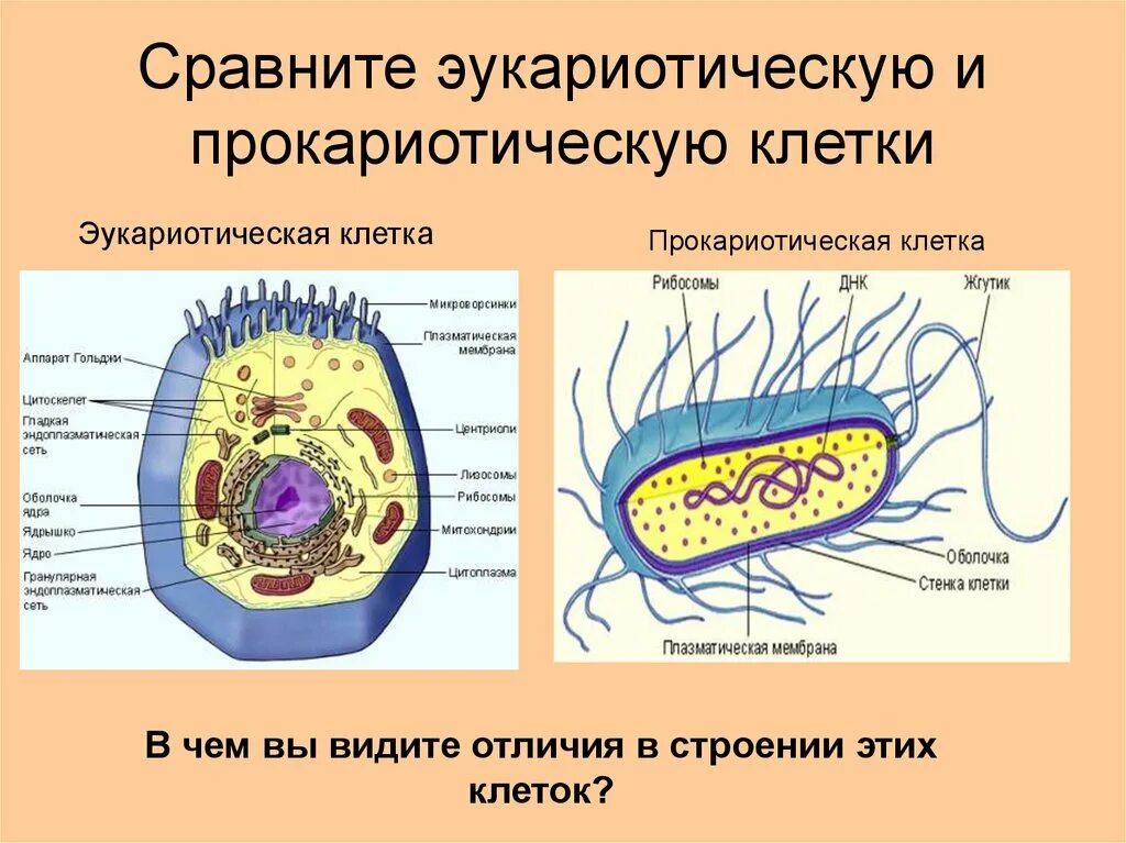 Строение клетки прокариотической клетки. Схема строения прокариотической и эукариотической клеток. Строение клетки эукариот. Строение эукариот эукариоты клеток.