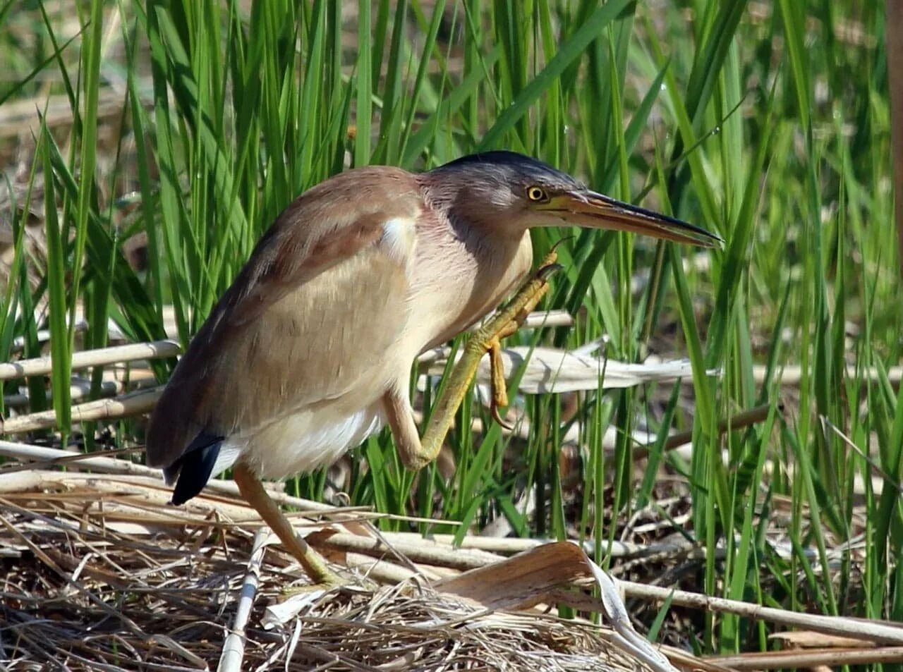 Малая выпь волчок. Волчок малая выпь птица. Китайский волчок (Yellow Bittern, Ixobrychus sinensis). • Китайский волчок (Ixobrychus sinensis);. Болотные птицы имеют