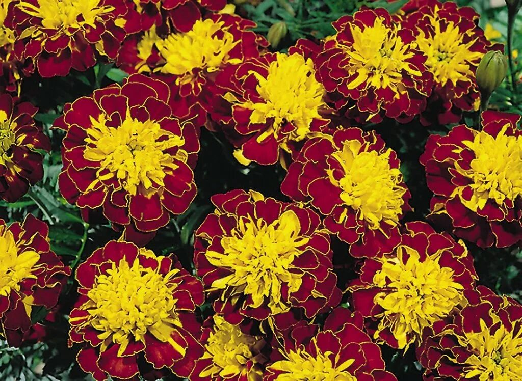 Бархатцы мелкоцветные. Бархатцы янтарь. Бархатцы тагетес отклонённый. Бархатцы (tagetes erecta). Бархатцы прямостоячие гавайи.