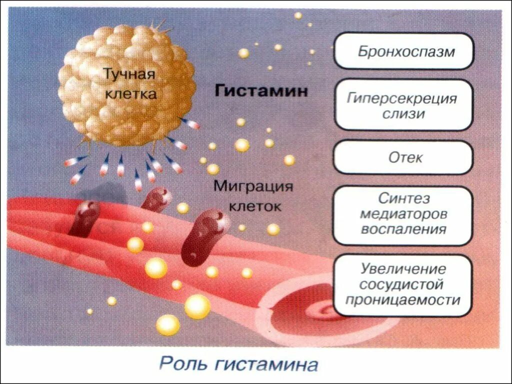 Гистамин из тучных клеток. Выброс гистамина из тучных клеток. Стабилизация мембран тучных клеток. Высвобождение гистамина из тучных клеток. Препараты стабилизаторы мембран клеток