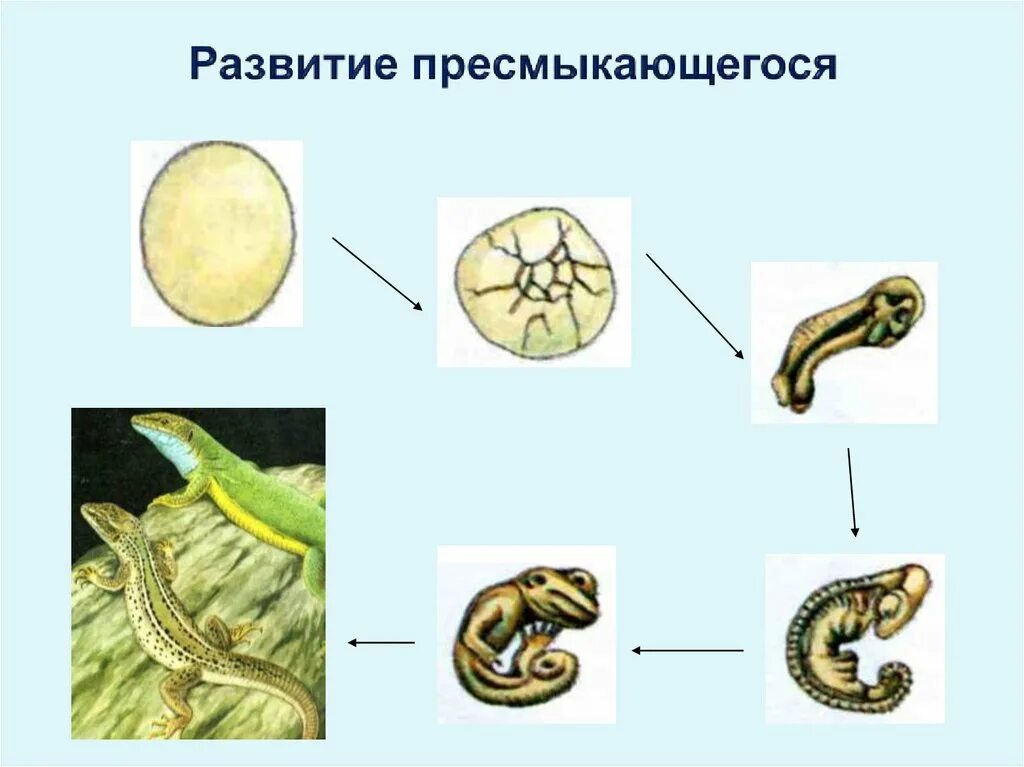 Развитие эмбрионов у пресмыкающихся. Размножение и развитие рептилий. Стадии развития рептилий. Стадии развития пресмыкающихся. Развитие пресмыкающихся схема.