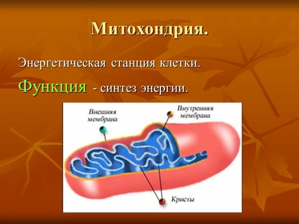 Энергетическая станция клетки животных. Митохондрии энергетические станции клетки. Митохондрии Синтез. Энергетическая функция митохондрий. Митохондрии функции.