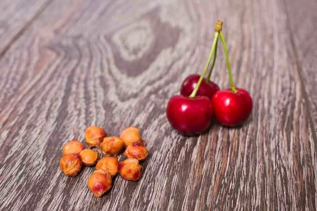 Плод костянка в разрезе. Косточка вишни и черешни. Плод вишни костянка. Приспособление для удаления косточек из вишни. Вишня с косточкой.