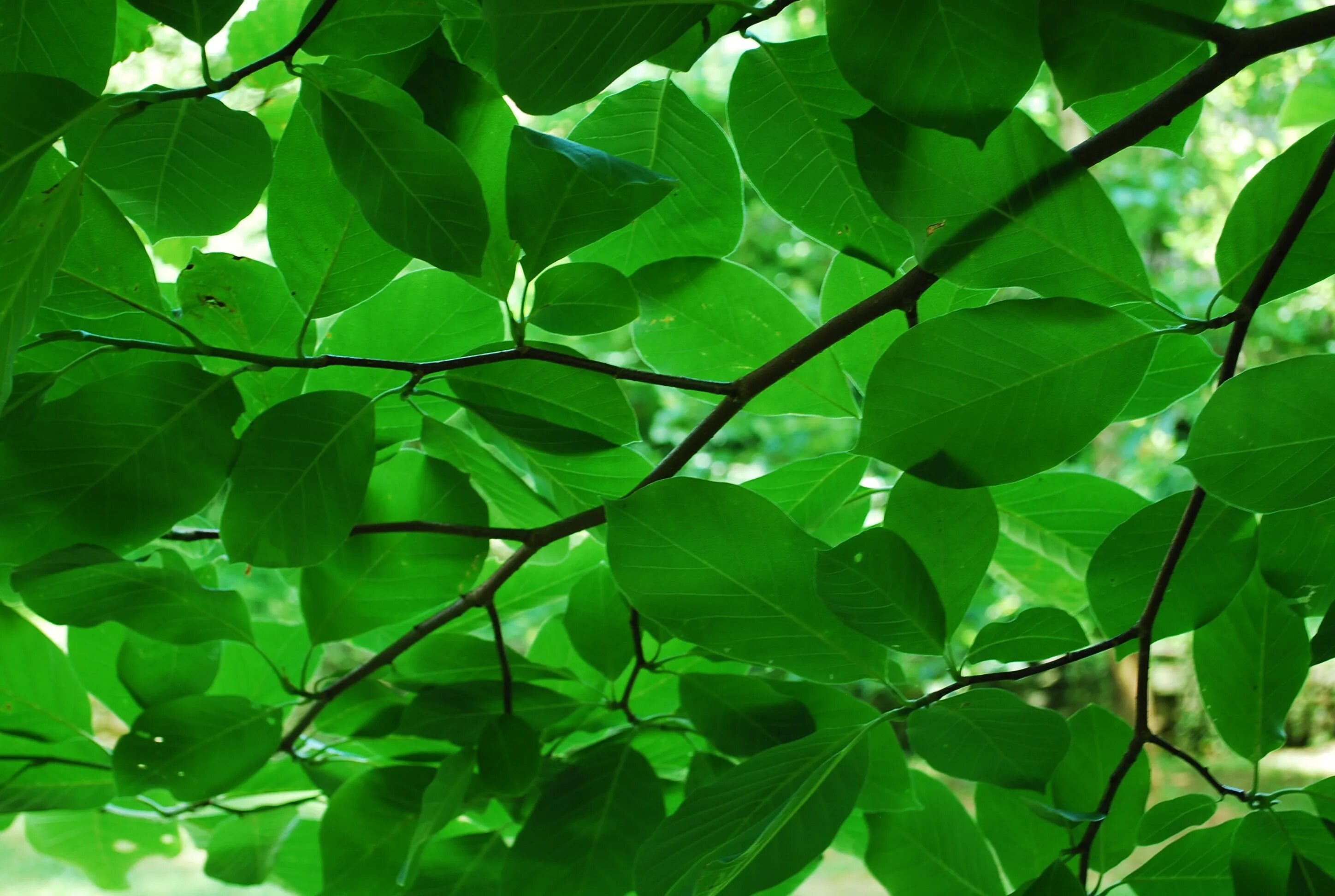 Natural leaves. Зеленый лист. Листва. Зеленый лист дерева. Текстура листвы дерева.