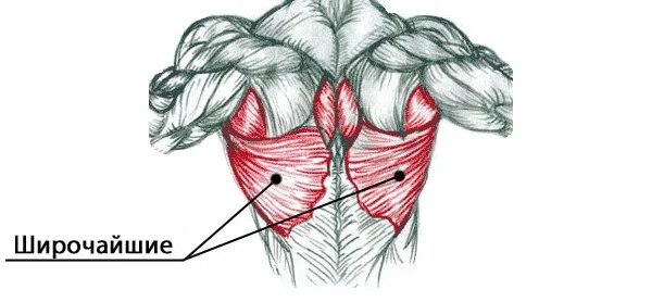 Крылья у человека анатомия. Человек сидит спиной. Анатомия крыла человека. Широчайшая мышца спины спереди. Где крылья у человека.