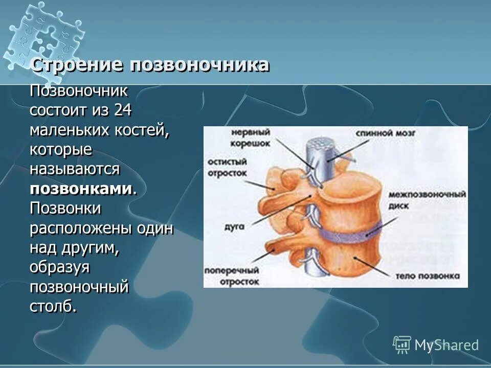 Скелет туловища позвонки анатомия. Позвоночный столб отделы количество позвонков. Как называются кости из которых состоит позвоночник. Как называются кости из которых состоит позвоночник. Скелет человека строение позвонка.