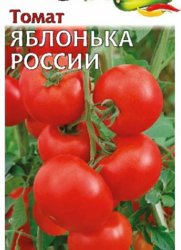 Помидоры яблонька россии описание сорта. Томат Яблонька России. Томат Яблонька Сибири. Томаты Яблонька России штамбовый. Помидоры Яблонька России описание.