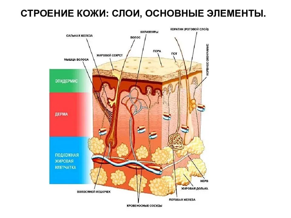 Какие три слоя кожи