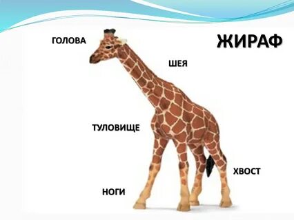 Голова относится к туловищу