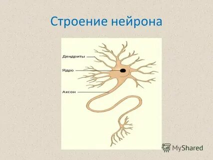 Межклеточное вещество нейрона