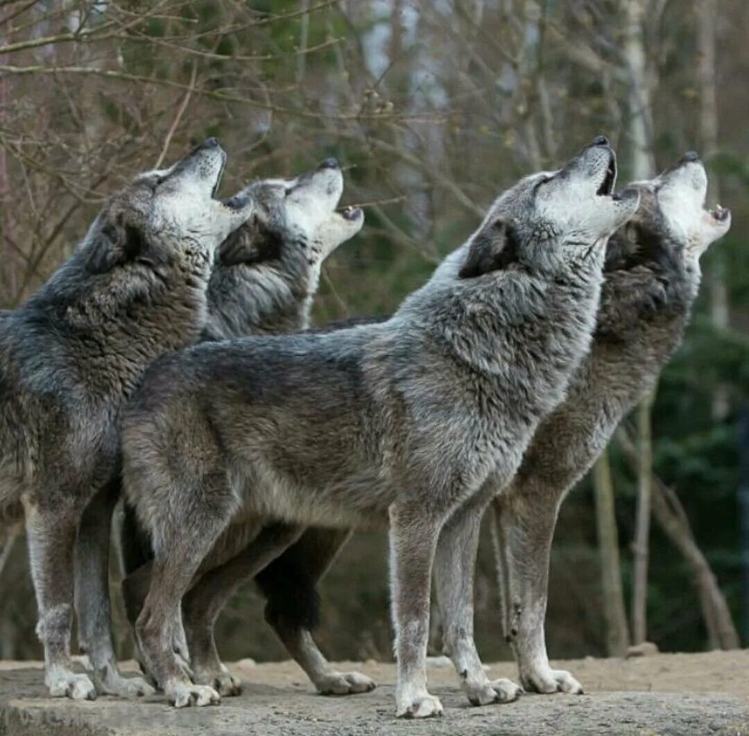 Четыре волка. Сибирский волк. Карпатский волк. Стая Волков.