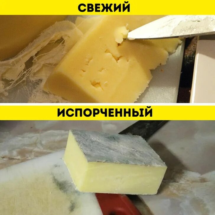 Почему сыр в холодильнике. Испорченный сыр. Сыр с плесенью. Сыр испортился. Сыры с плесенью.