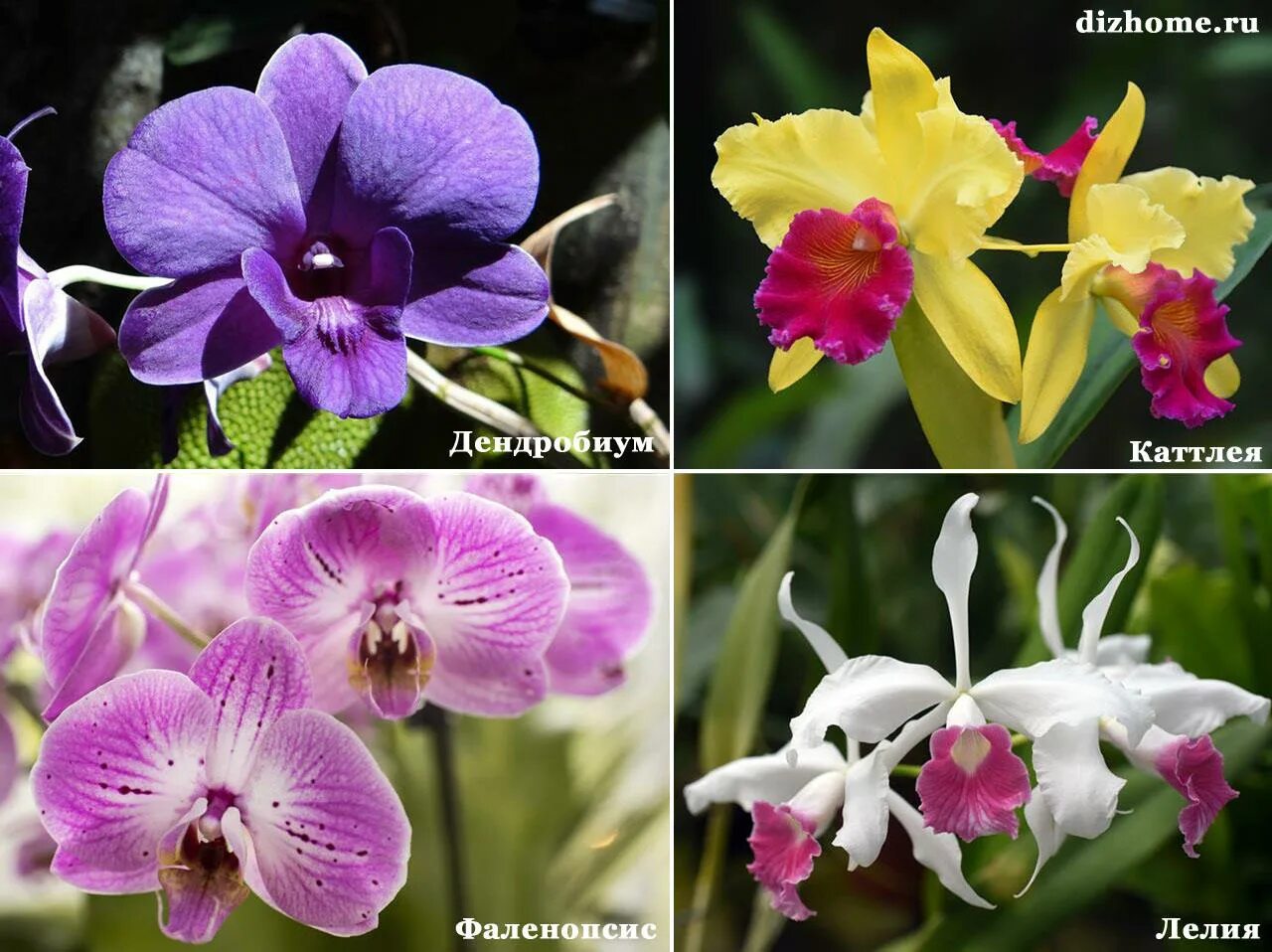 Орхидея и фаленопсис разница. Дендробиум и Каттлея отличие. Разновидности орхидей бабочек. Орхидея бабочка и обычная различия. Как отличить орхидею
