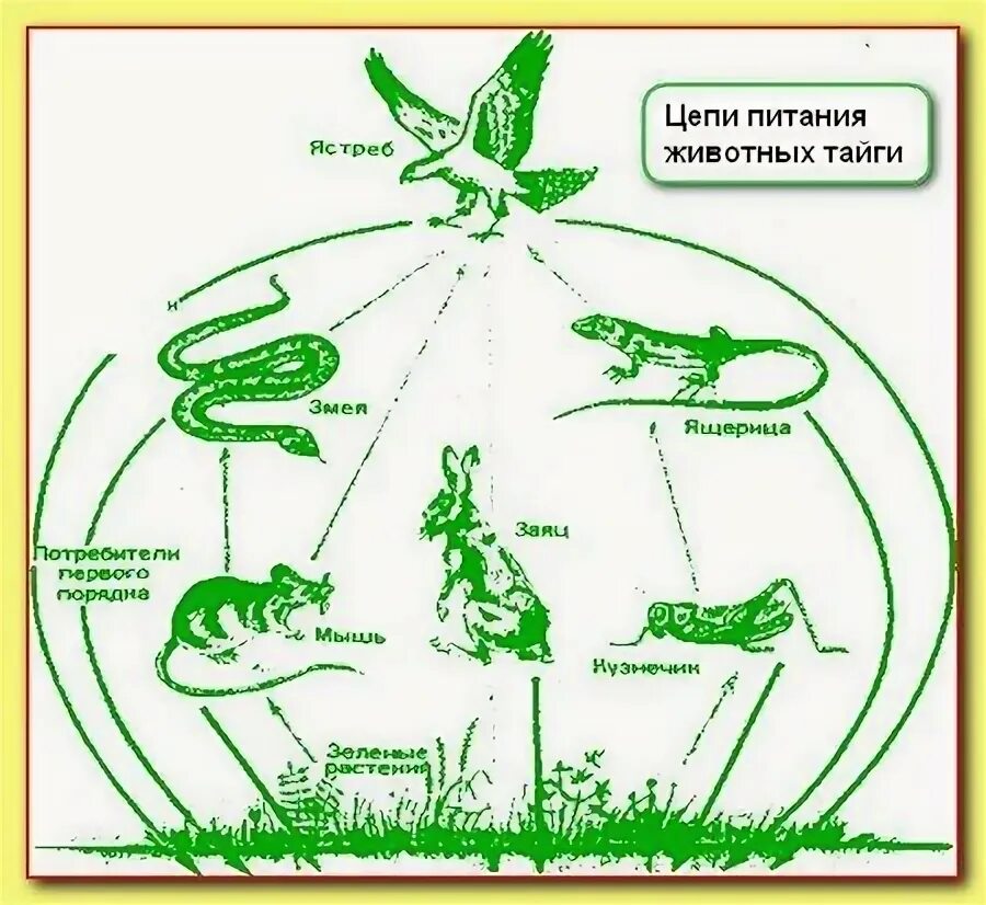 Составить цепи питания тайги. Цепь питания в тайге. Пищевая цепь тайги схема 4 класс. Схема цепи питания в тайге. Схема цепи питания в тайге 4 класс окружающий мир.