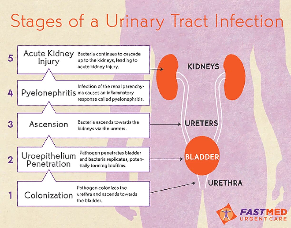 Urinary tract.