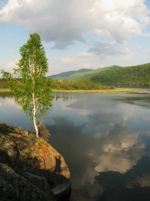 Береза на скале. Береза на берегу реки. Разбор предложения на краю обрыва стояла береза. На обрыве стояла береза. Береза у пруда.