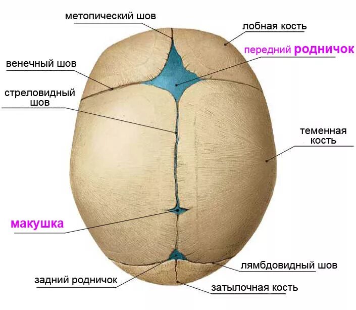 Значение родничков