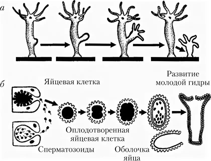 Этапы эволюции многоклеточных. Бесполое размножение гидры пресноводной. Половое размножение пресноводной гидры. Гидра обыкновенная жизненный цикл. Размножение гидры пресноводной.