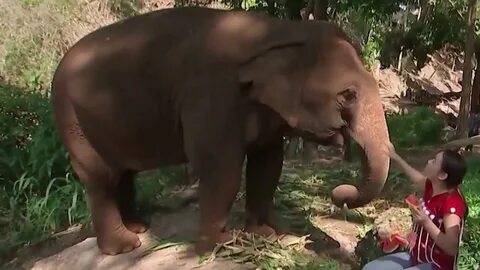 One of the big draws when traveling to Thailand is seeing the elephants. 