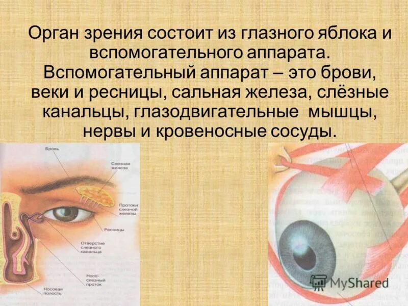 Орган зрения глазное яблоко и вспомогательный аппарат. Органы чувств орган зрения. Органы чувств человека глаза орган зрения. Вспомогательный аппарат органов чувств. Глаз орган чувств человека