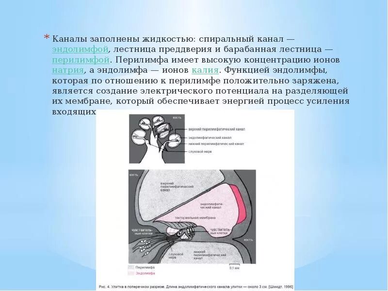 Полость заполненная жидкостью ухо. Внутреннее ухо заполнено. Полость заполненная жидкостью ухо. Полость заполненная жидкостью ухо. Полость заполненная жидкостью ухо.
