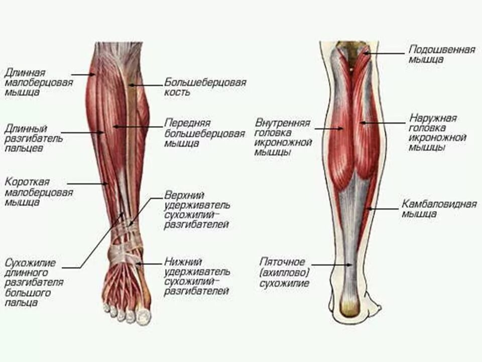Сухожилие бедро задняя. Строение мышц ноги спереди. Кости и мышцы нижних конечностей человека анатомия. Строение мышц на ноге спереди человека. Мышцы голени анатомия задняя группа мышц.