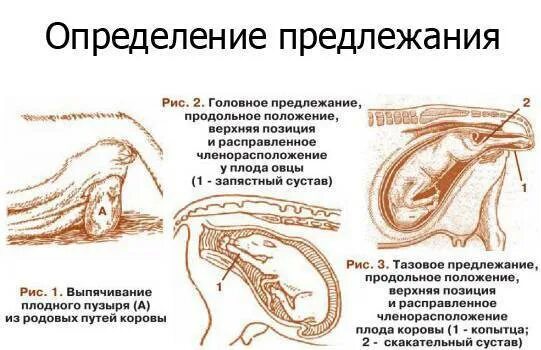 Стадии родового процесса у животных. Положение плода у животных.