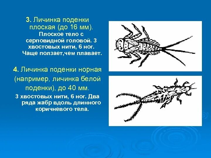 Личинка поденки строение. Тип личинки поденки. Поденки внутреннее строение. Плоские личинки поденок.