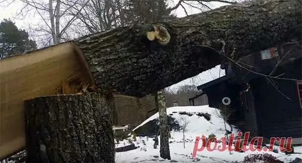 Как правильно спилить упавшее дерево