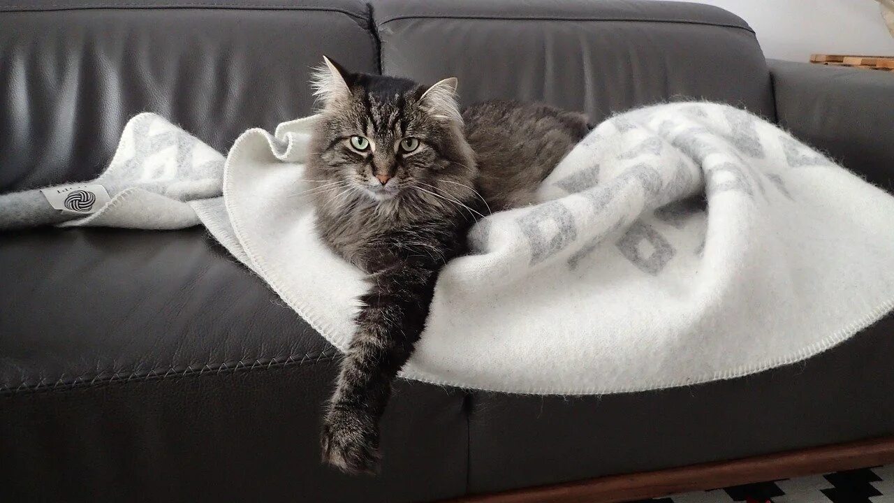 Как писать кошка на диван. Кот на диване. диван кошка. котик на диване. красивая кошка на диване.