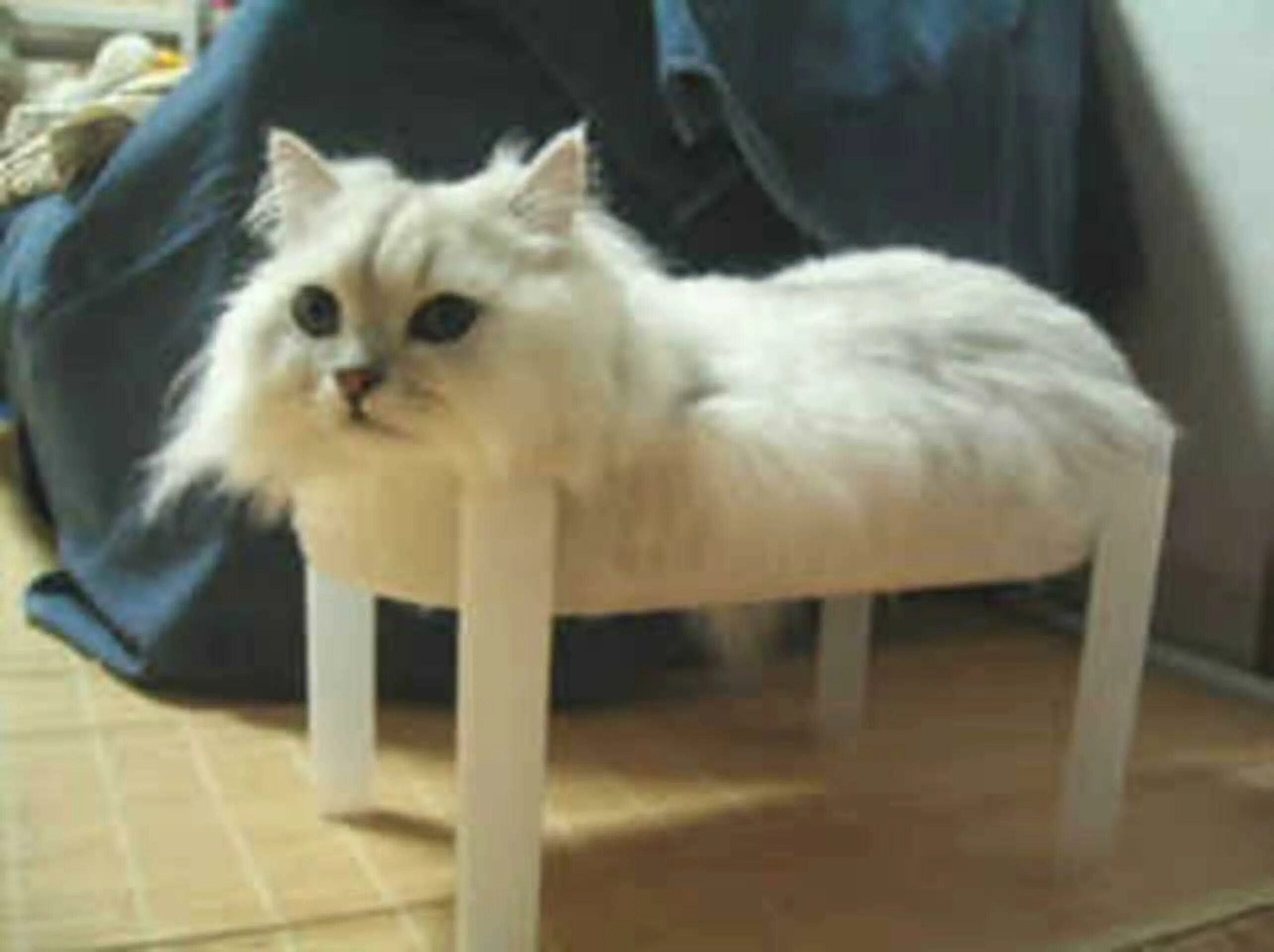 From this we can find. We can rebuild him. we can rebuild him we have the technology. dan cat. кот энергетик мем сумасшедший кот.